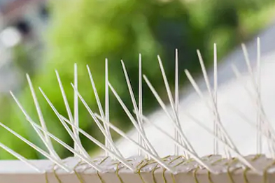 Bird Spikes In Bangalore